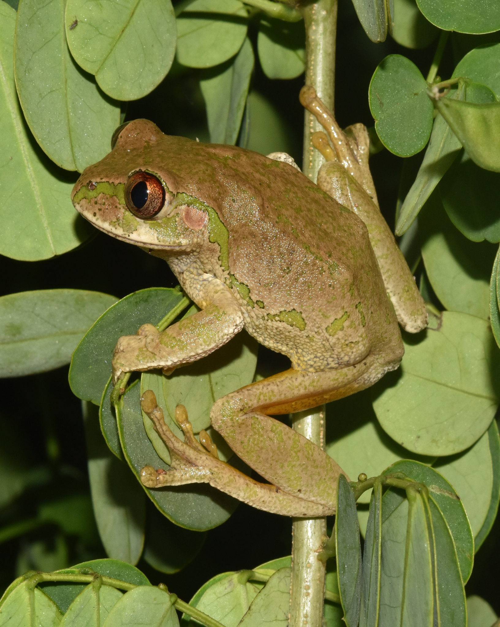 Leptopelis natalensis (Smith, 1849)