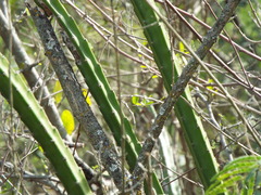 Selenicereus spinulosus