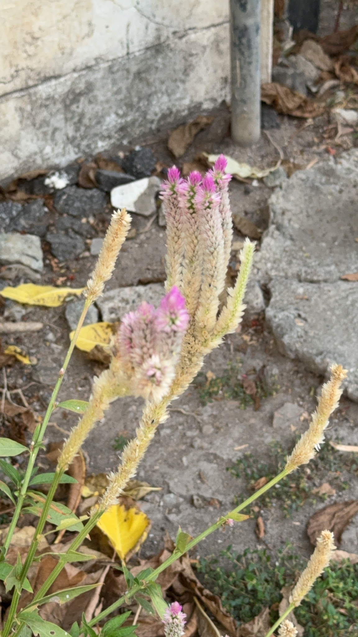 Quail Grass (Celosia argentea)