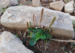 Plantago australis