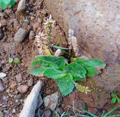 Plantago australis