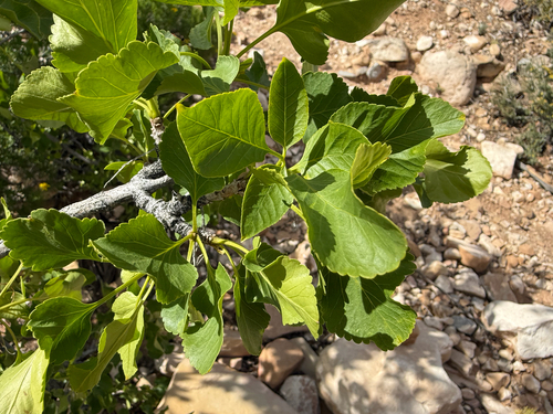 single-leaf ash (Fraxinus anomala)