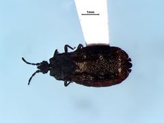 Aneurus inconstans