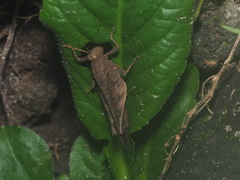 Coptacrinae