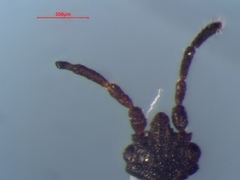 Aneurus inconstans