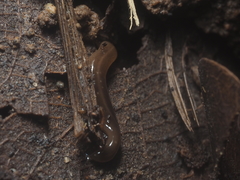 Diversibipalium claviforme