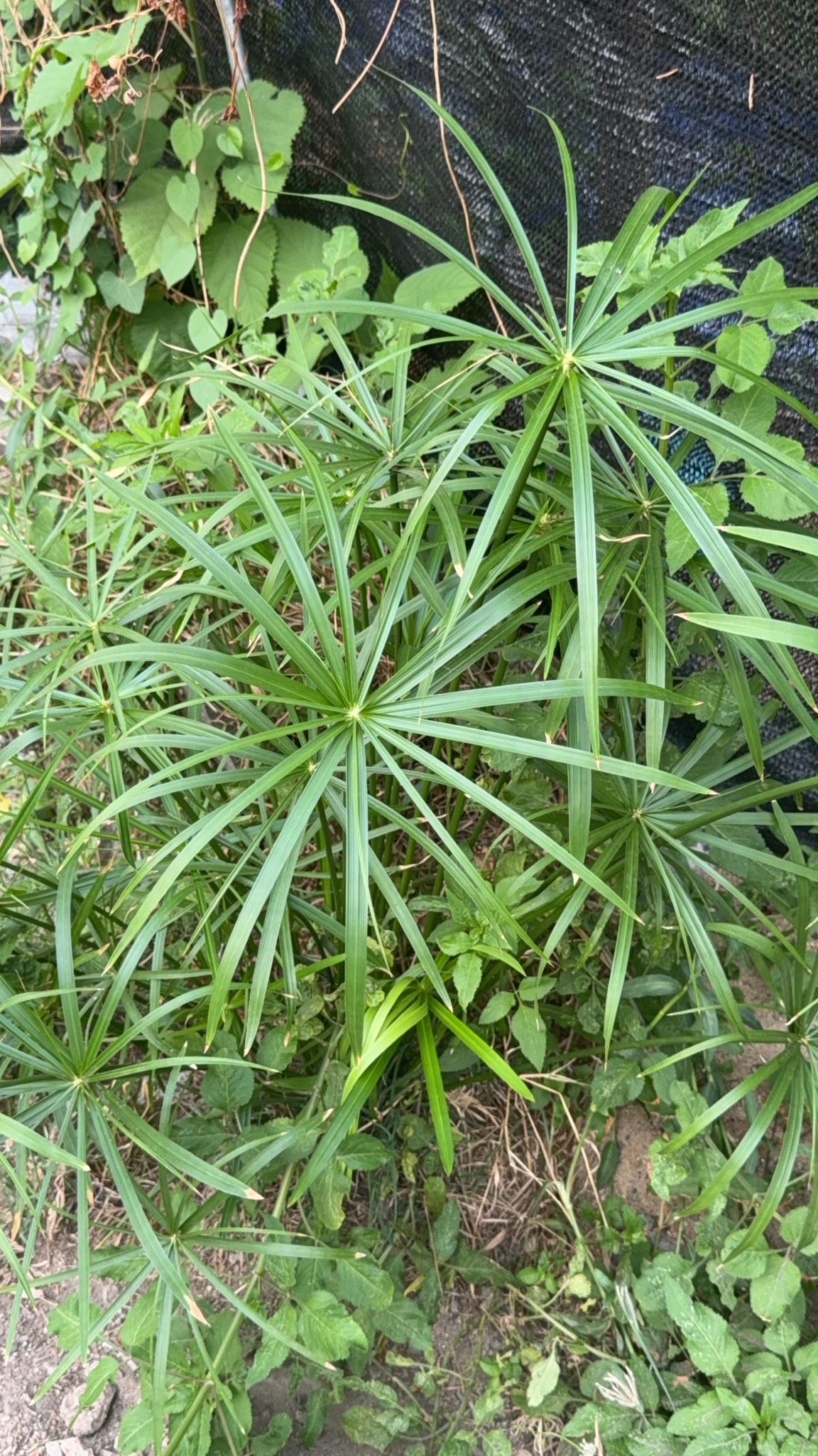 Umbrella Papyrus (Cyperus alternifolius)