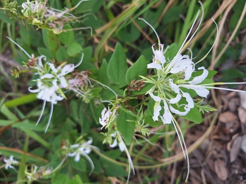 Pom Pom Orchid Tree (Bauhinia divaricata)