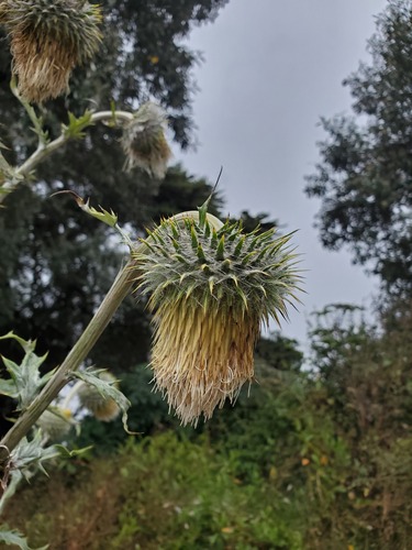 Cirsium subcoriaceum, photograph 6