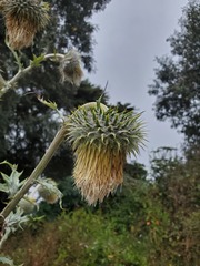 Cirsium subcoriaceum, photograph author not stated, no rights reserved