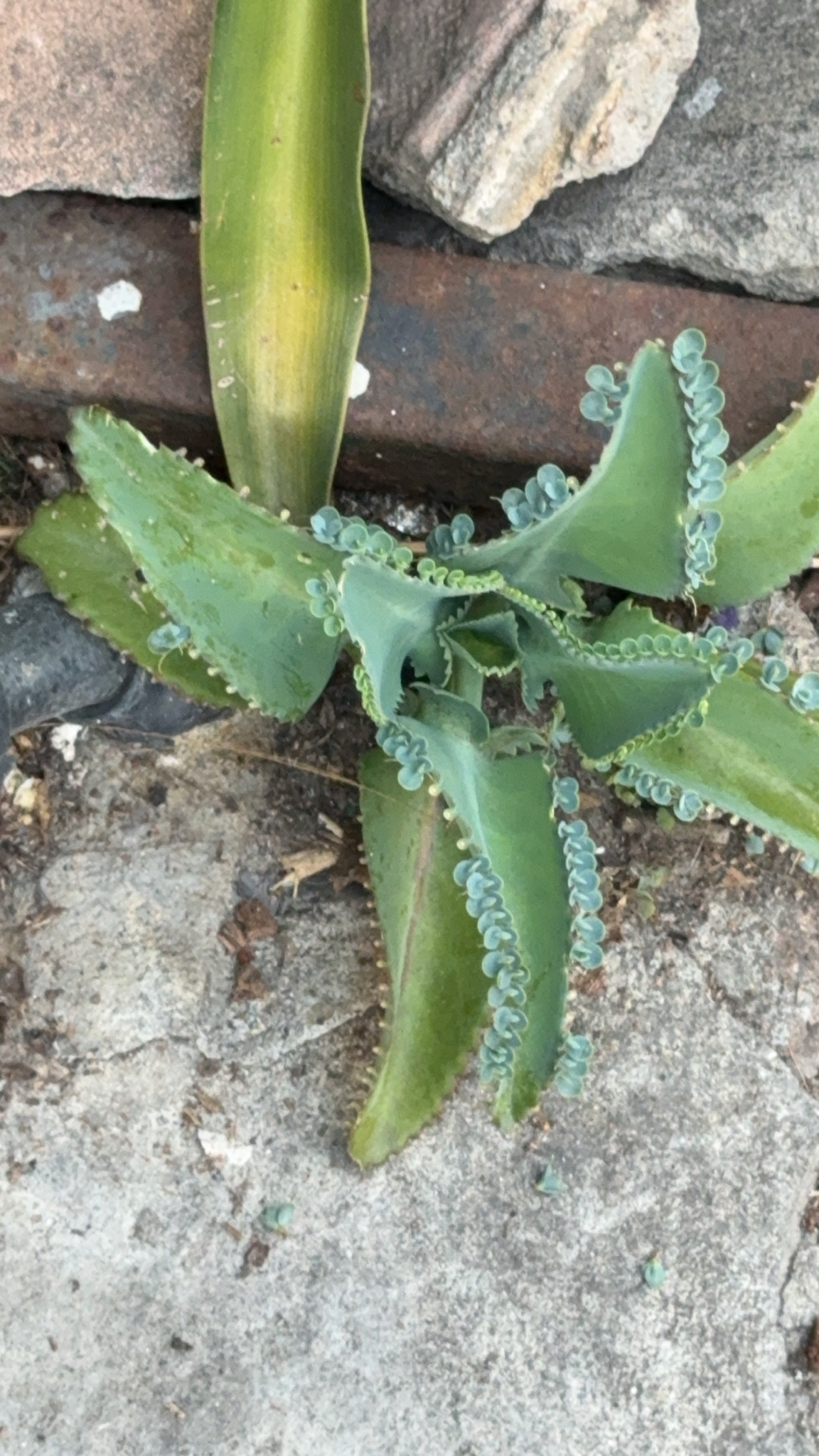 Kalanchoe Crenodaigremontiana (Kalanchoe laetivirens)