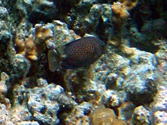 Siganus punctatus
