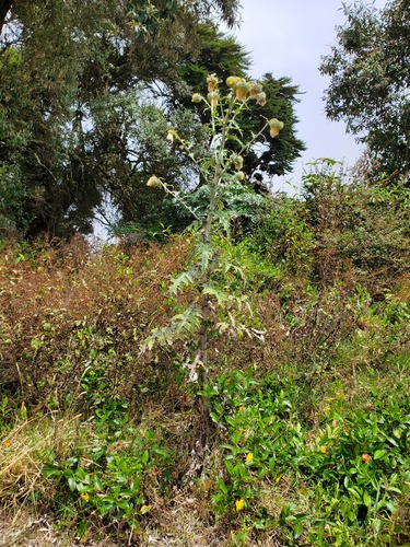 Cirsium subcoriaceum, photograph 5