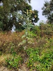 author not stated, no rights reserved Cirsium subcoriaceum, photograph author not stated, no rights reserved