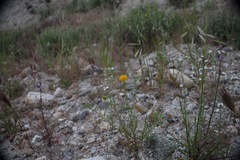 Chaenactis glabriuscula