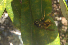 Vespula germanica