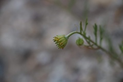 Chaenactis glabriuscula