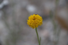 Chaenactis glabriuscula