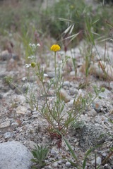 Chaenactis glabriuscula