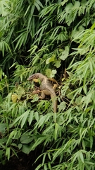Large-Scaled Water Monitor photo 1