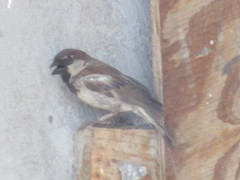 Passer domesticus
