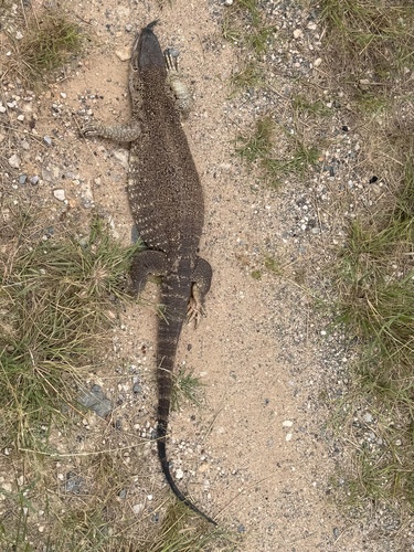 Angolan White-throated Monitor