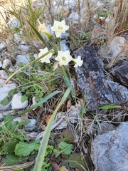 Narcissus dubius