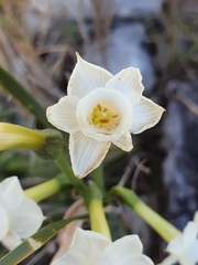 Narcissus dubius