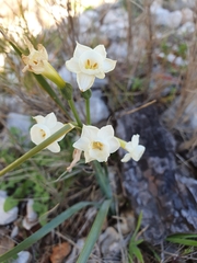Narcissus dubius