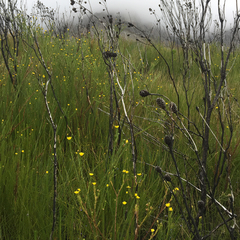 Ursinia quinquepartita