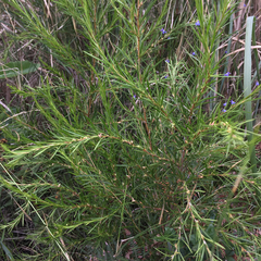 Cliffortia strobilifera