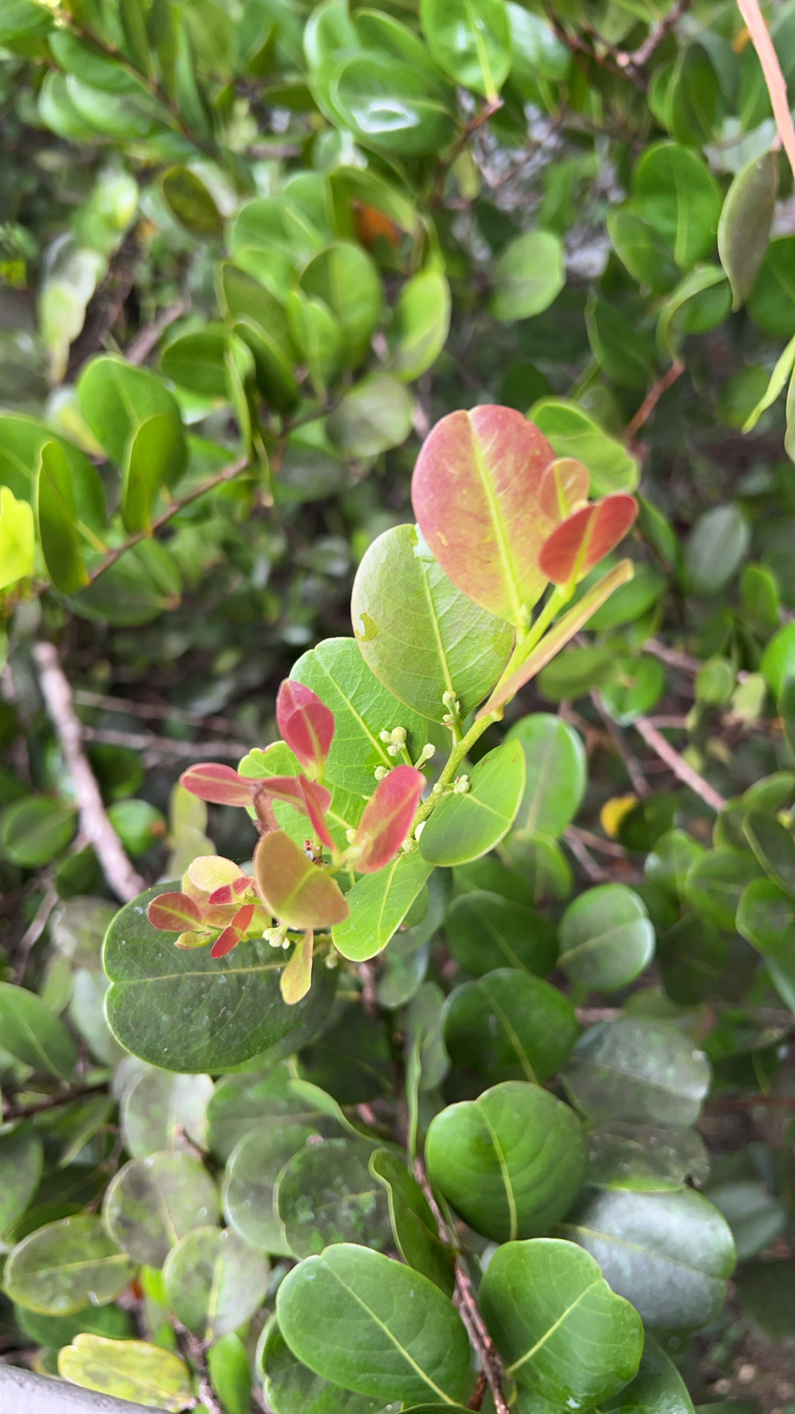 Cocoplum (Chrysobalanus icaco)