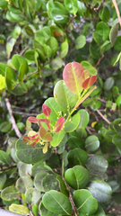 Cocoplum (Chrysobalanus icaco)