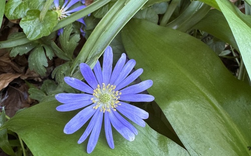 Balkan Anemone (Anemonoides blanda)