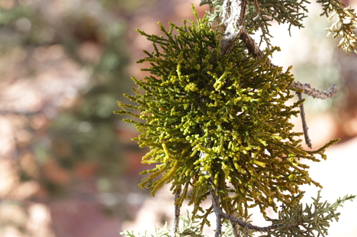 Juniper Mistletoe (Phoradendron juniperinum)