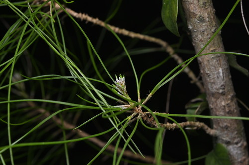 Luchu pine (Pinus luchuensis)