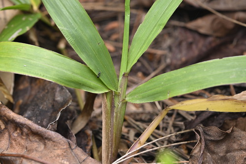 Paspalum conjugatum, photograph 6