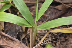 Paspalum conjugatum, photograph (c) Saryu Mae 前 朝琉, some rights reserved (CC BY)