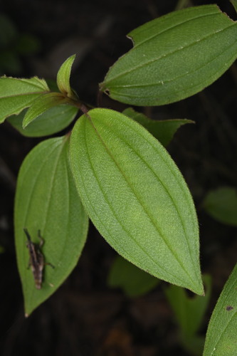Common Melastoma (Melastoma candidum)