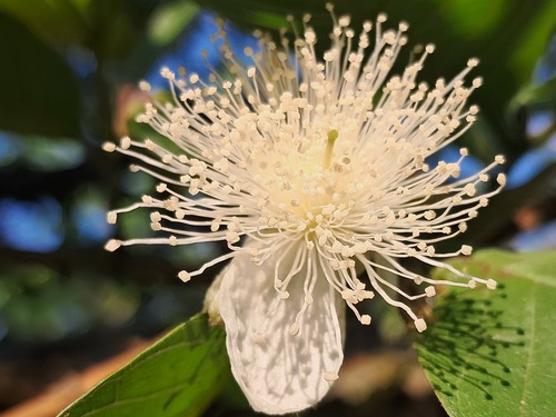 Common guava