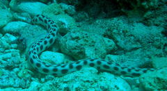 Myrichthys maculosus