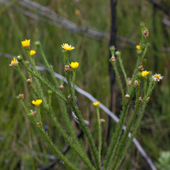 Ursinia quinquepartita