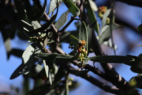 Santalum spicatum, photograph 4