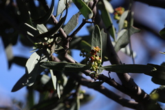 Santalum spicatum, photograph (c) Hugo Innes, some rights reserved (CC BY)