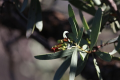 Santalum spicatum, photograph (c) Hugo Innes, some rights reserved (CC BY)