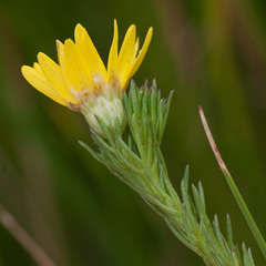 Ursinia quinquepartita