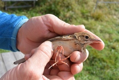 Blyth's Pipit photo 3