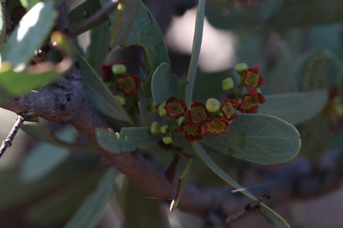 Australian sandalwood (Santalum spicatum)