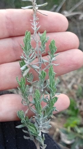 Teucrium polium (Teucrium polium)