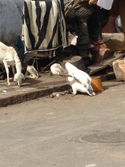 Pelecanus onocrotalus